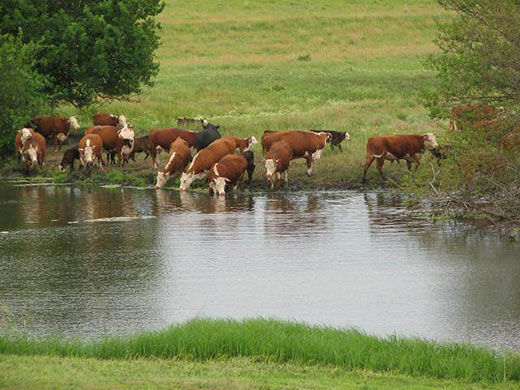 CC Cattle at Pond